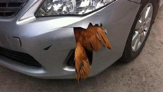 一只鸡撞到车，鸡没事，车坏了，这样的车你敢坐吗？ 