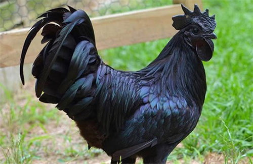 世界上最黑的鸡有多黑